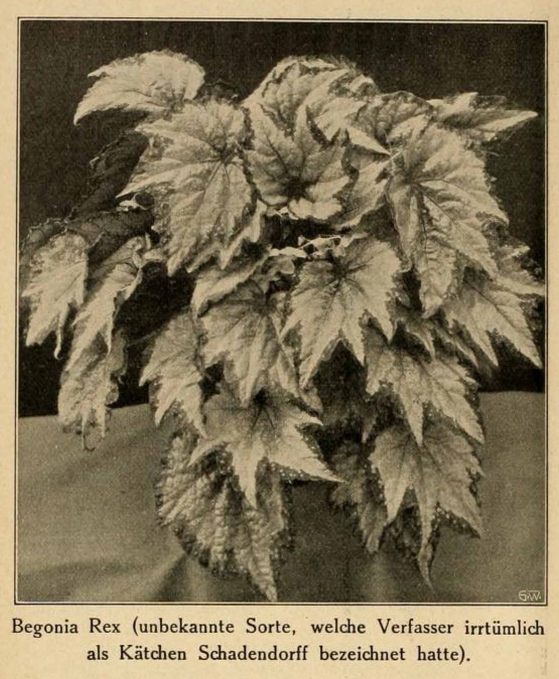 B. ‘Káthchen Schadendorff’